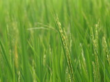 green rice file before harvest in summer