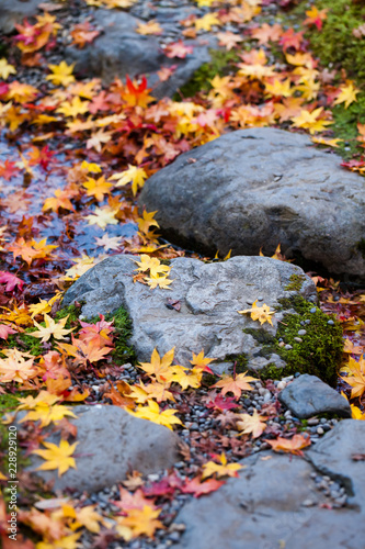 Fototapeta Naklejka Na Ścianę i Meble -  Red, orange, and yellow Japanese maple leaves fallen on stepping stones in Japanese garden