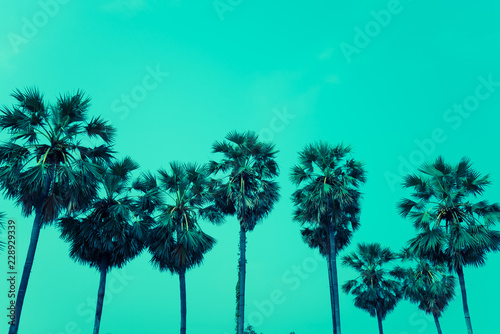 Silhouette of sugar palm trees plant - Tropical summer holiday or green nature concept © pla2na