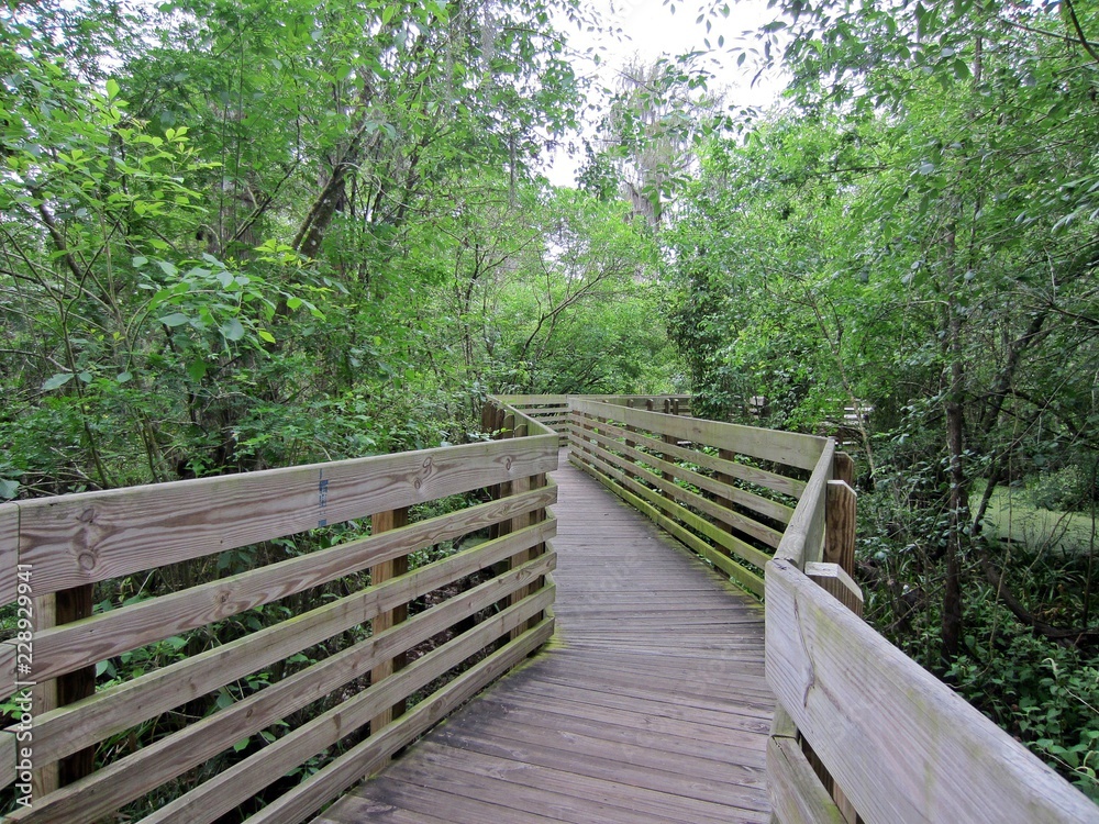 Zig Zag Boardwalk Through the Woods