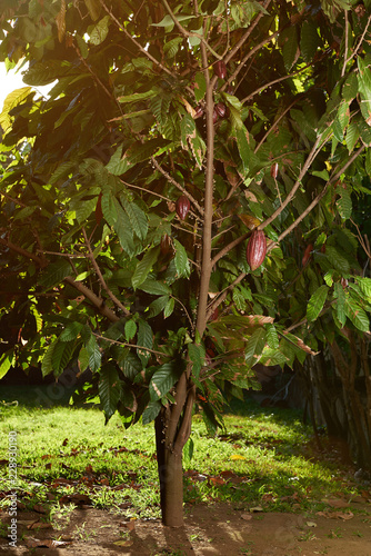 Cacao tree in plantation background
