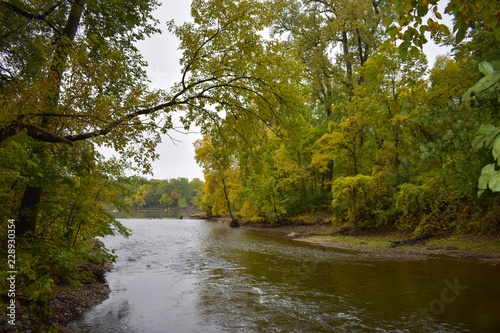 River through the forest