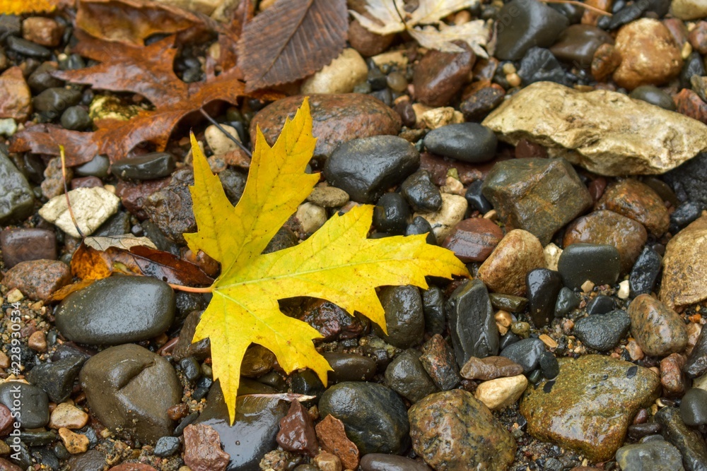 Yellow leaf laying on small rocks Yellow leaf laying on small rocks
