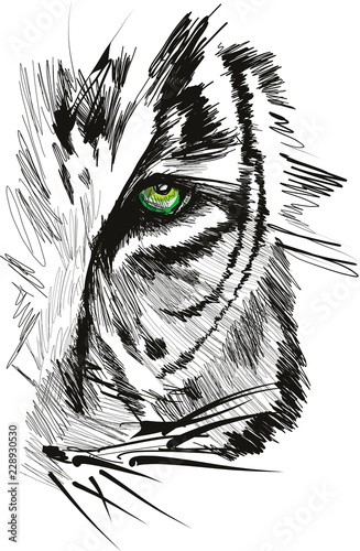 Fototapeta Naklejka Na Ścianę i Meble -  Sketch of tiger face