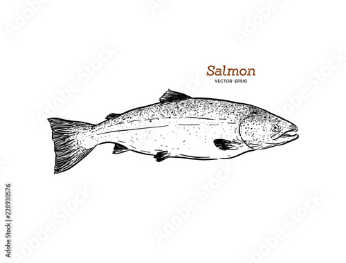 Ink sketch of salmon. Hand drawn vector illustration of fish