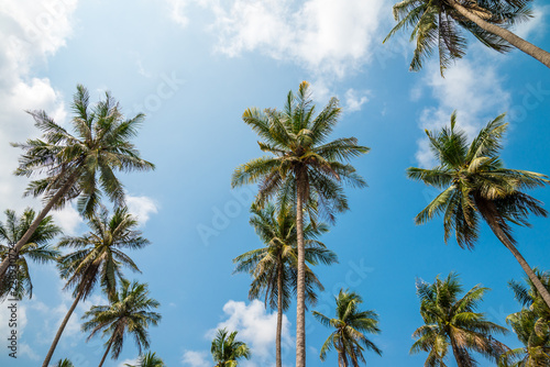 Coconut palm trees in sunny day with blue sky - Tropical summer breeze holiday