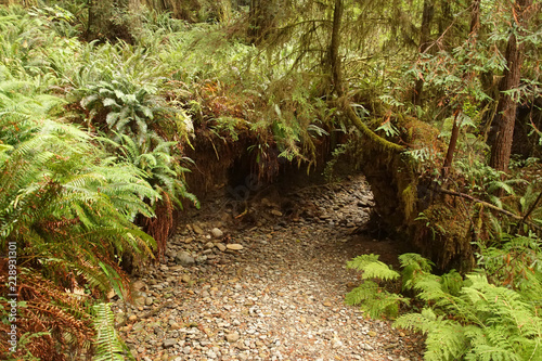 Western Sword ferns in the undergrowth of redwood forest photo