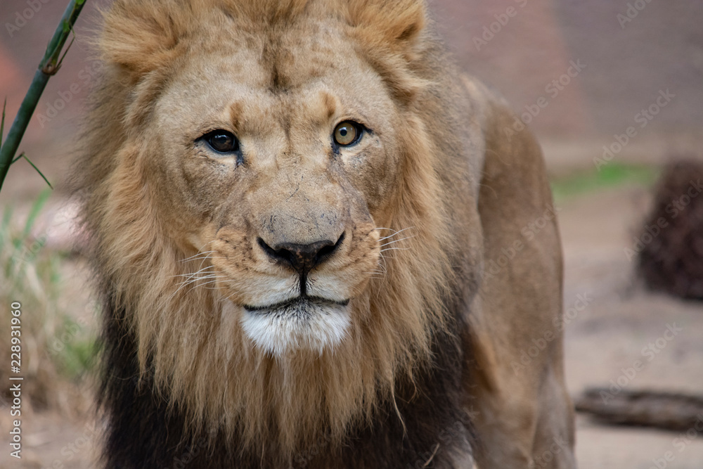 Closeup of lion's head