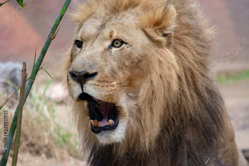 Fototapeta Naklejka Na Ścianę i Meble -  Surprised lion 