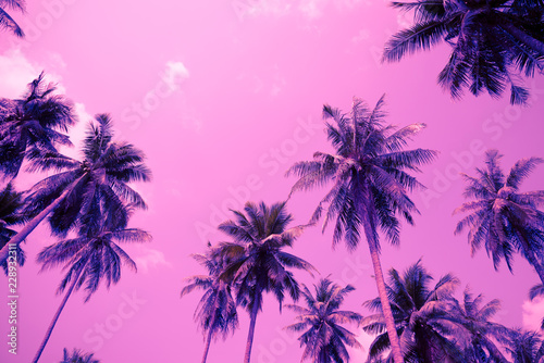 Coconut palm trees - Tropical summer beach holiday, Violet fun tone