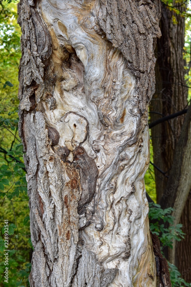 Obraz premium Textured tree bark