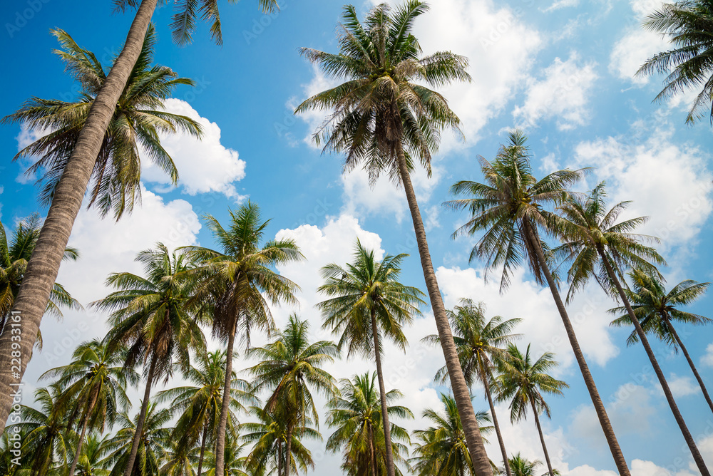 Coconut palm trees in sunny day with blue sky - Tropical summer breeze holiday