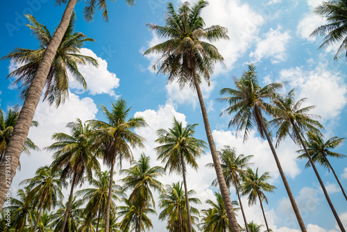 Coconut palm trees in sunny day with blue sky - Tropical summer breeze holiday