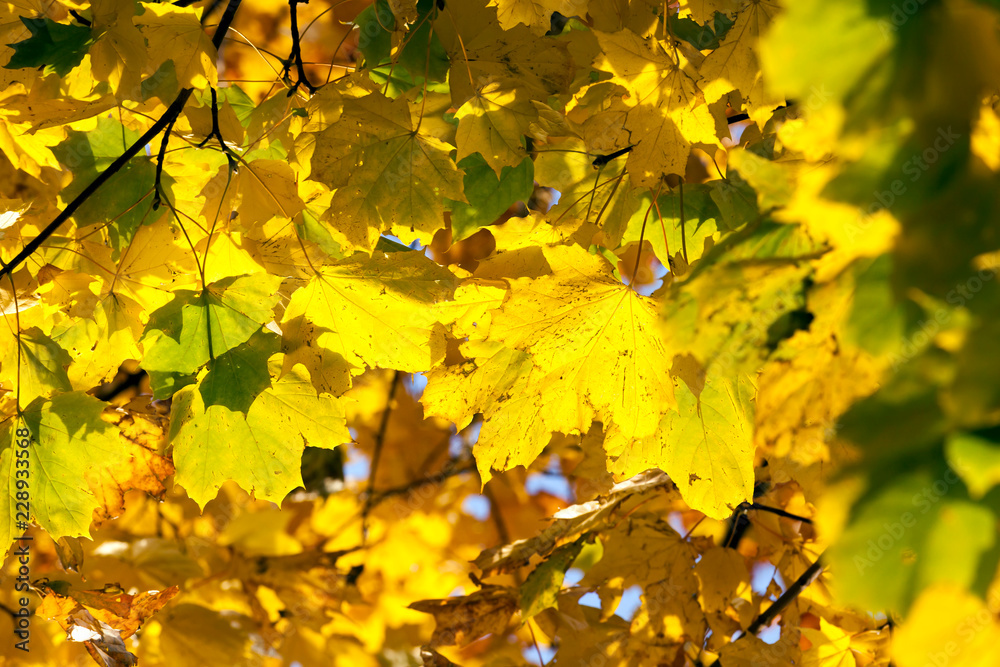 fresh yellow foliage maple fresh yellow foliage maple
