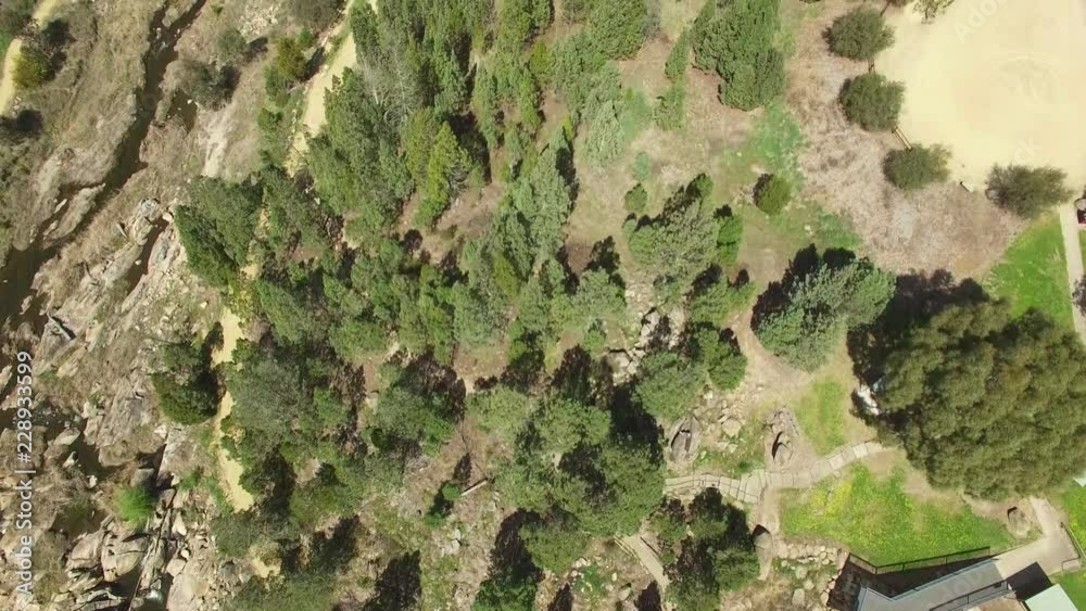 Forward flight looking straight down at conifer trees on bright sunny day Forward flight looking straight down at conifer trees on bright sunny day