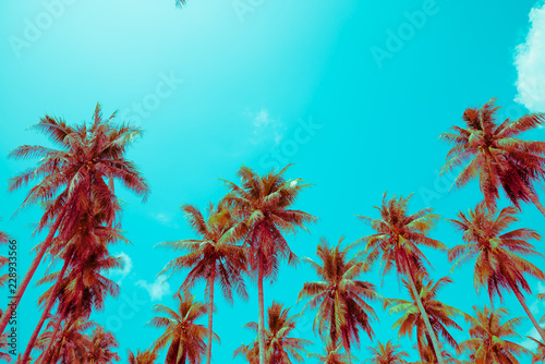 Coconut palm trees - Tropical summer beach holiday  Color fun tone