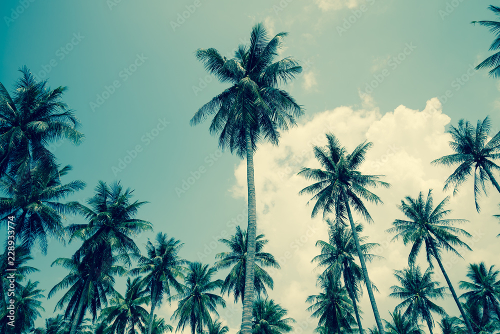 Coconut palm trees - Tropical summer breeze holiday, Retro tone