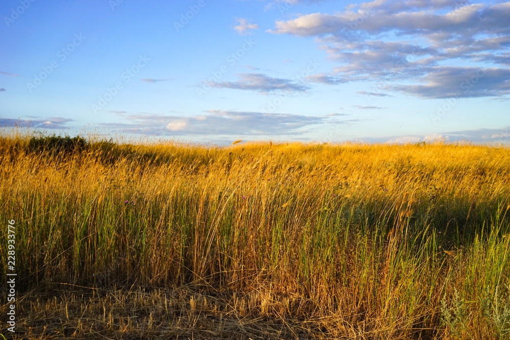 Natural background with high dried grass in the steppe against