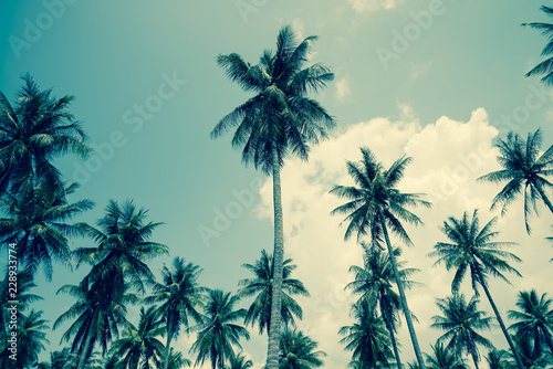 Coconut palm trees - Tropical summer breeze holiday, Retro tone © pla2na