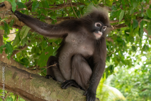 Male dusky leaf monkey sitting on a tree branch in the rainforest of Malaysia. Selective focus