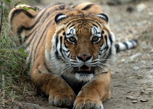 Angry bengal tiger