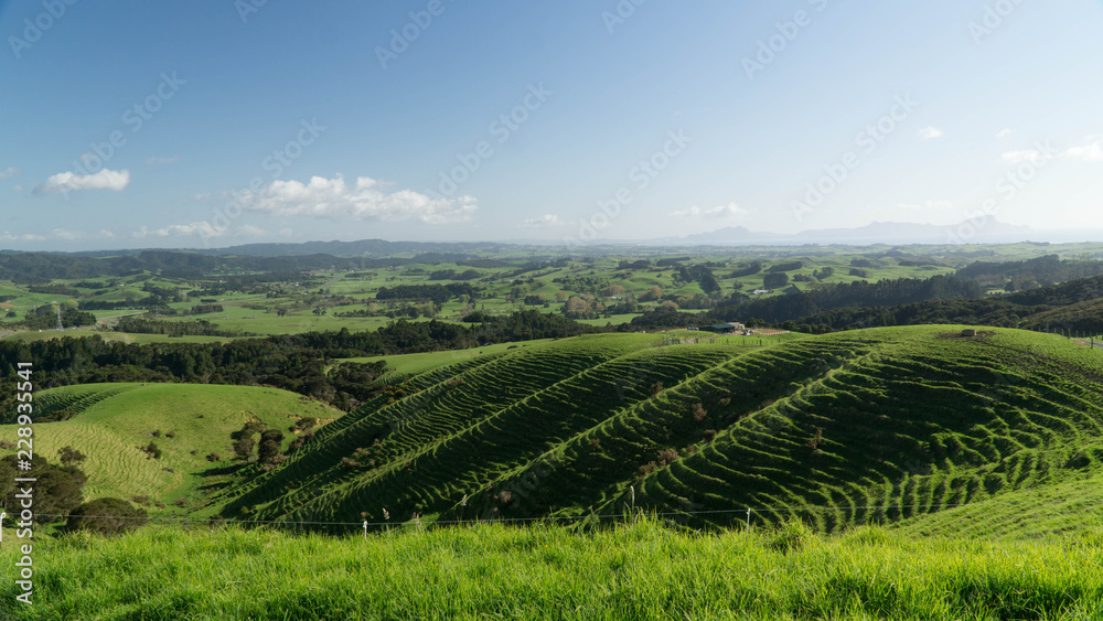 Typical green landscape of New Zealand´s countryside