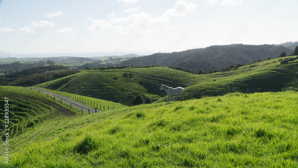 Typical green landscape of New Zealand´s countryside
