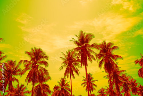 Fototapeta Naklejka Na Ścianę i Meble -  Coconut palm trees in sunny day - Tropical aloha summer beach holiday vacation concept, Color fun tone