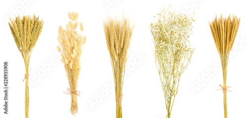 Fototapeta Naklejka Na Ścianę i Meble -  Set of dry flower bouquet isolated on white background. gramineae grass, bunny tail grass, wheat, gypsophila, Can be used to decorate your design.
