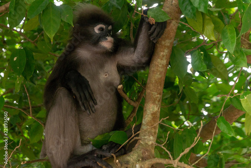 Male dusky leaf monkey sitting on a tree branch in the rainforest of Malaysia. Selective focus