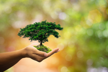 Human hands holding green plant over nature background.Saving world natural environment and sustainable ecosystem with tree planting on volunteer's hand. Environment. Ecology concept,copy space.