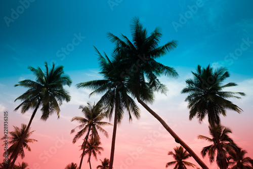 Coconut palm trees - Tropical summer breeze holiday, Vintage tone effect © pla2na