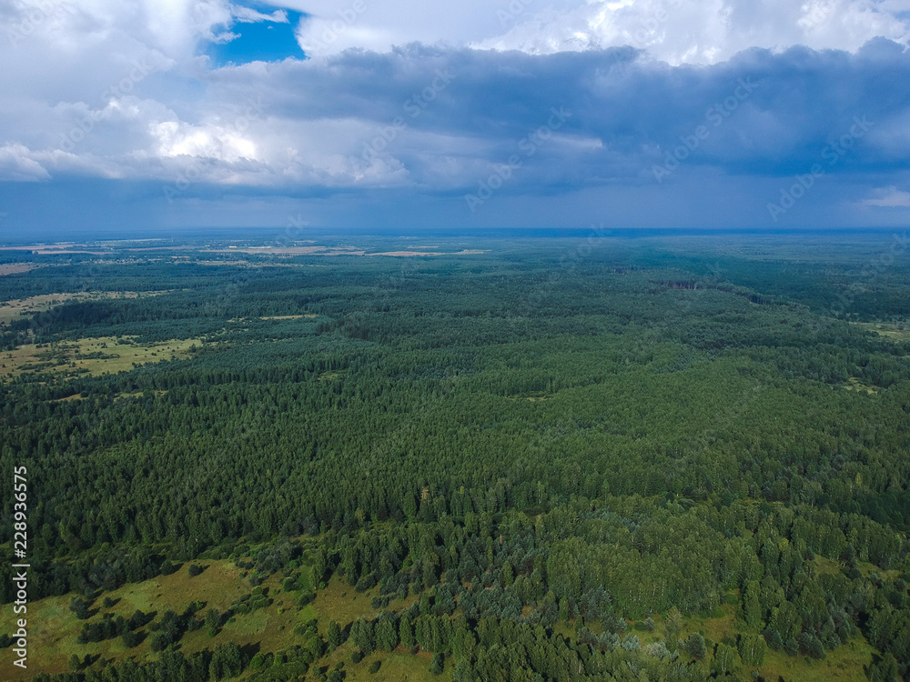 Obraz premium Huge forest from the height of summer