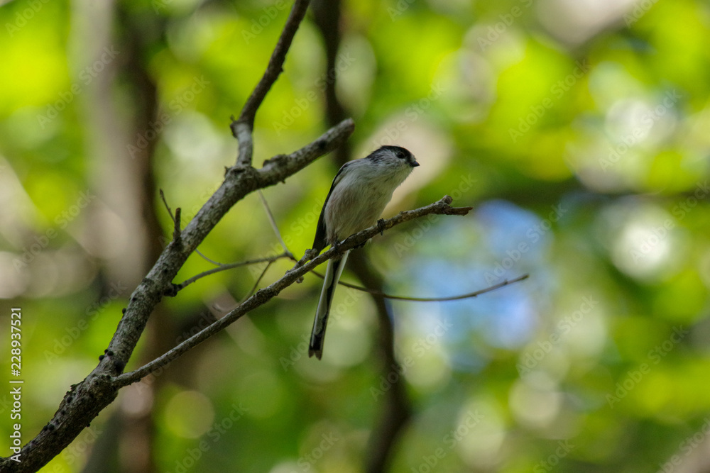 Fototapeta premium エナガ
