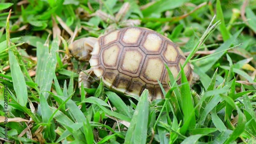 turtles in the Farm turtles in the Farm
