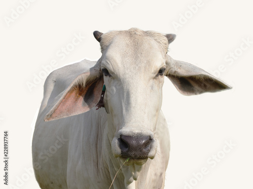 Cow on white background, focus at face,