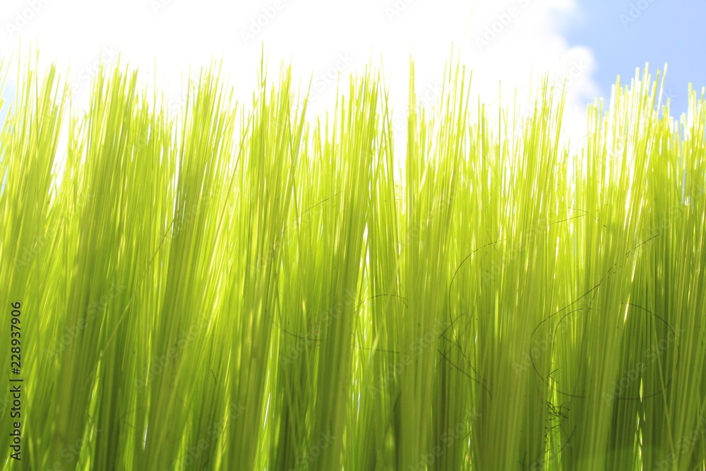green nature, blue sky background