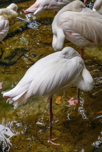 White and pinky Greater Flamingos
