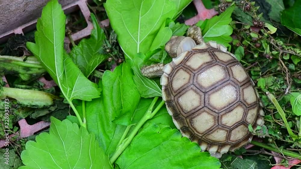turtles in the Farm turtles in the Farm