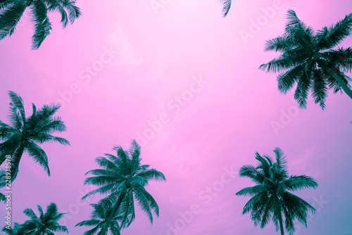 Coconut palm trees - Tropical summer breeze holiday  Color fun tone