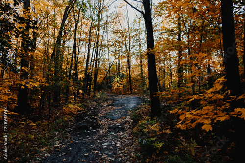 Hiking on Mount-Royal in Montreal during the fall season. Autumn on Mount-Royal.