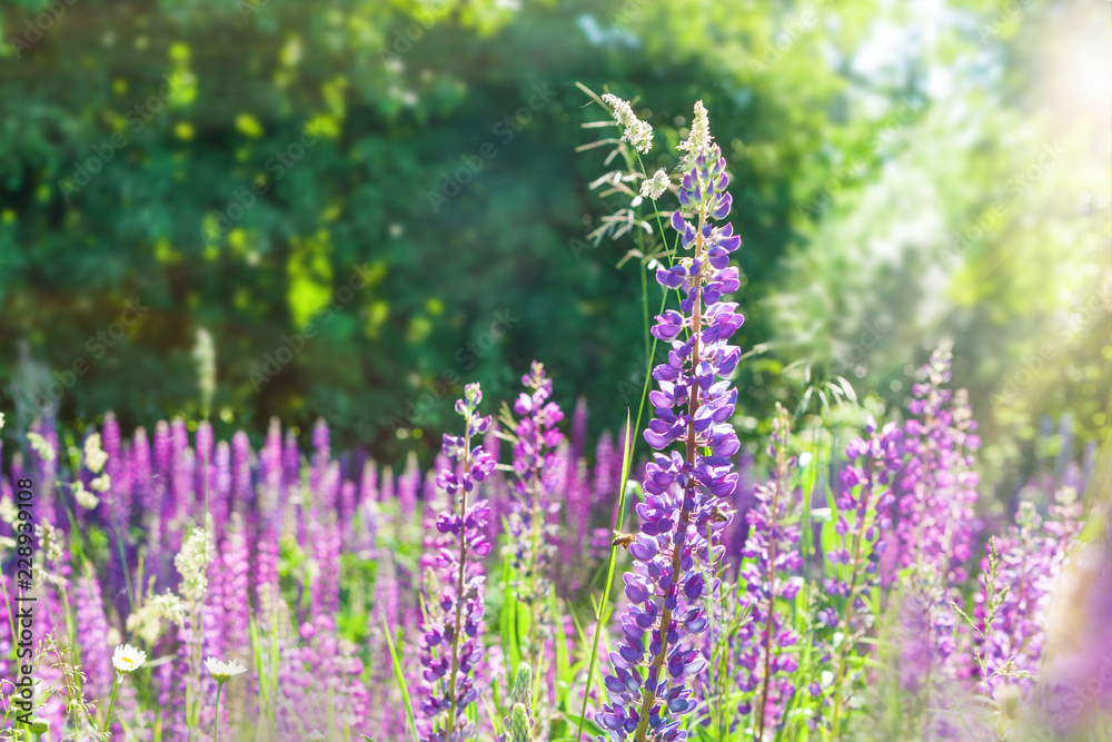Naklejka premium Lupins in the woods in the morning.