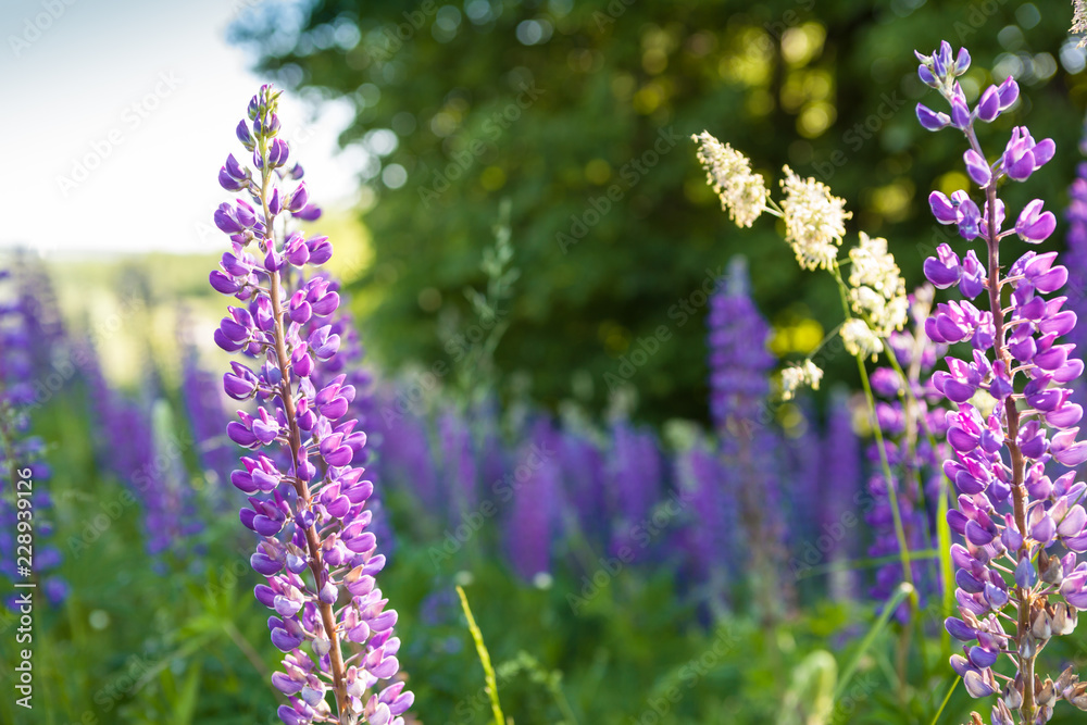Obraz premium Lupins in the woods in the morning.