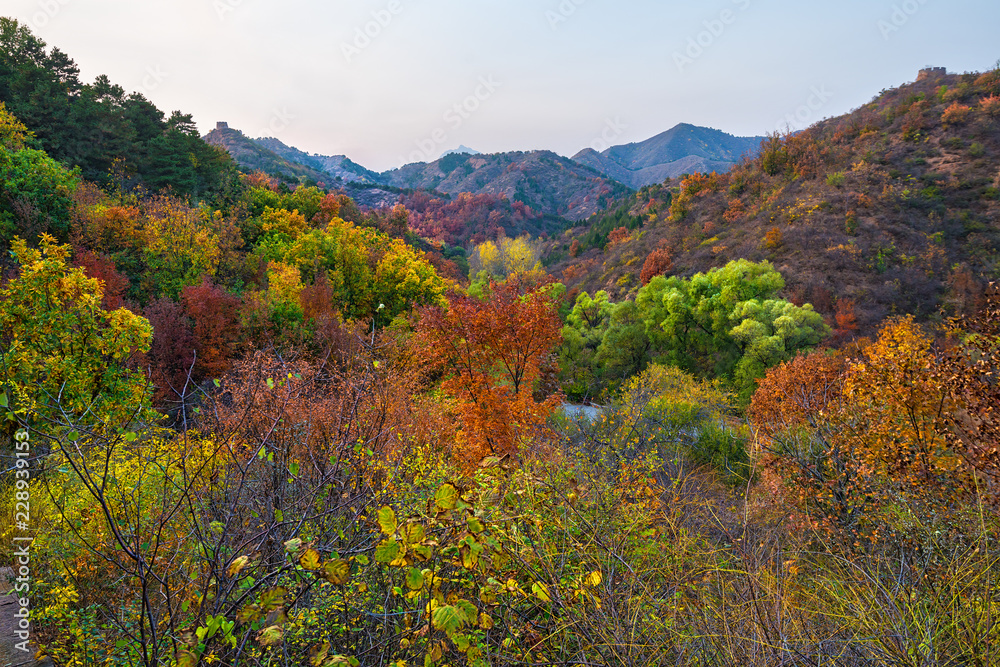 Beautiful fall colors in China forest