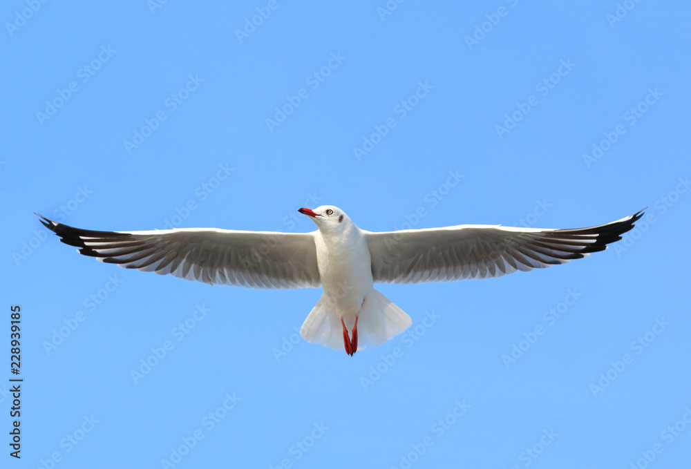 Fototapeta premium Seagull flying in the blue sky.