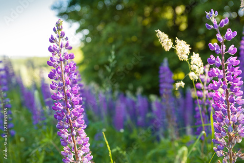 Lupins in the woods in the morning.