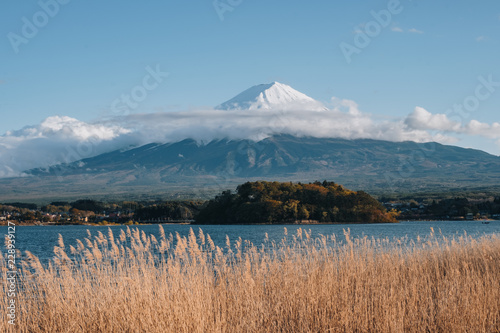 the flower and grass with fuji mountain at Oishi Park, Kawaguchiko, yamanachi, japan photo