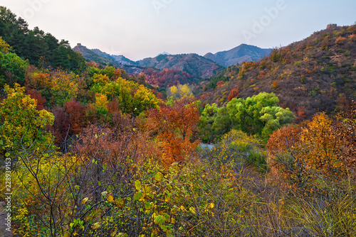 Beautiful fall colors in China forest