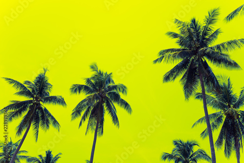 Coconut palm trees - Tropical summer breeze holiday  Color fun tone