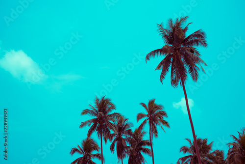 Coconut palm trees - Tropical summer breeze holiday  Color fun tone